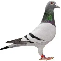 کبوتر گمشده