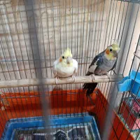 عروس هلندی جفت