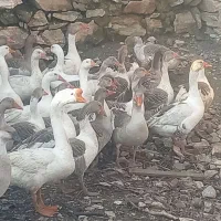 قازهای محلی زیبا