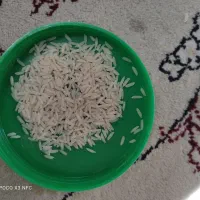 فروش برنج طارم هاشمی امساله غربال شده