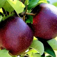 نهالستان پالیز تولیدکننده انواع نهال های اقتصادی‌|خدمات باغبانی و درختکاری|محلات, |دیوار