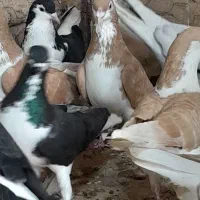 ۳۱کفتر از یک بوم