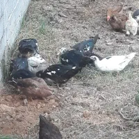 اردک مسکوئی (اسراعیلی)|حیوانات مزرعه|رشت, نیروی دریایی|دیوار