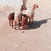 میش زایده قیمت مناسب