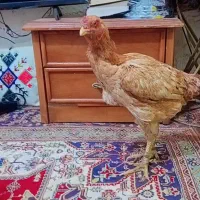 مرغ و خروس|حیوانات مزرعه|چابهار, |دیوار