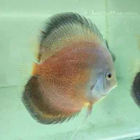 جفت دیسکس ۶ اینچ نژاد خاص هچ بالا بچه دوست|ماهی|تهران, استاد معین|دیوار