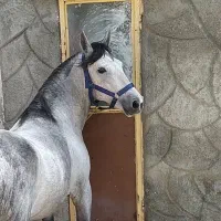 اسب نریان سیلمی|اسب و تجهیزات اسبسواری|ارومیه, |دیوار