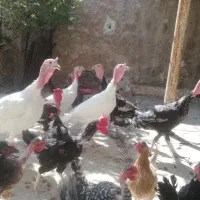 بوقلمون محلی|حیوانات مزرعه|کازرون, |دیوار