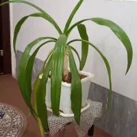گل سوسن عنکبوتی