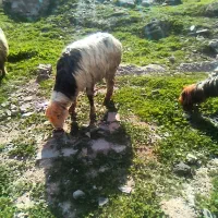 یک عدد میش کری چاق حامله