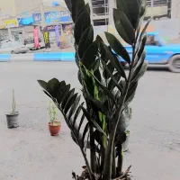 معاوضه گل با قطعات کیس یا خود کیس