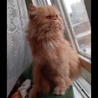 تعدادی پرشین بالغ نر وماده