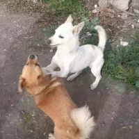 دوتا سگ پاکوتاه