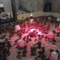 جوجه بوقلمون برنز انگلیس یک روزه