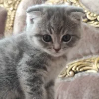 فروش بچه گربه وارداتی|گربه|رفسنجان, |دیوار