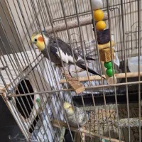 ۳ تا عروس هلندی|پرنده|تهران, هلال احمر|دیوار