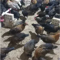 فروش نیمچه مرغ گلپایگان