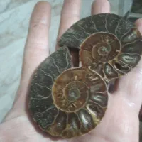 آمونیت ۶۵ میلیون ساله اصلی و به ضمانت|جواهرات|رامسر, |دیوار