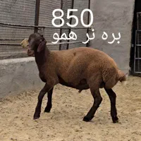 قوچ و بره قوچ همو زیگوت و هترو با برگه آزمایش|حیوانات مزرعه|تهران, بلوار کشاورز|دیوار