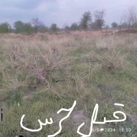 فروش-باغ-انگور-و-یک-قواره-کلاه-در-حسن-آباد-کلج