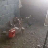 مرغوخروس