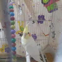 عروس هلندی|پرنده|شیروان (خراسان), |دیوار