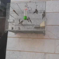 سهره شهرکرد|پرنده|فریدونشهر, |دیوار
