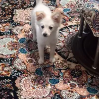 سگ ماده پامر|سگ|الوند, |دیوار