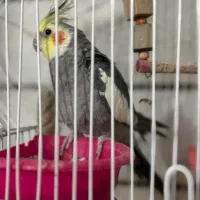 عروس هلندی