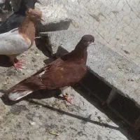 کبوتر ۸عدد کفتر خوب دونه ۲۵۰ همش رنگی شهری|پرنده|شیراز, ماه فیروزان|دیوار