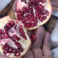 انار ترش زاغمرز