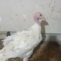 جوجه بوقلمون بیوتی ۶