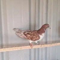 60عدد کبوتر