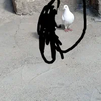 کبوتر نامه ور