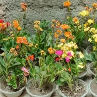 گل طبیعی قاشقی زیبا