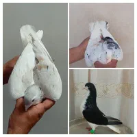حیونای خورنگ و خوشتیپ