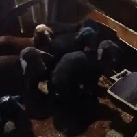 فروش بره|حیوانات مزرعه|اردبیل, |دیوار