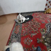 سگ خانگی