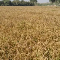 برنج عنبربو با کیفیت|حراج|گتوند, |دیوار