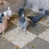 کفتر گرفتنی|پرنده|شیراز, تل حسین‌آباد|دیوار