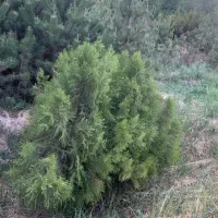کاج|خدمات باغبانی و درختکاری|قدس, شهر‌قدس|دیوار