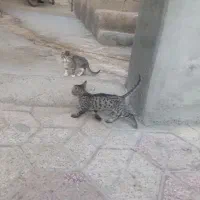 گربه خانگی نروماده|گربه|مشهد, آزادشهر|دیوار