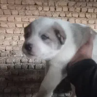 سگ الابای|سگ|گرگان, |دیوار