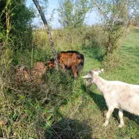 بز نر و ماده آلپاین و سانن