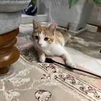 واگذاری گربه مهربان