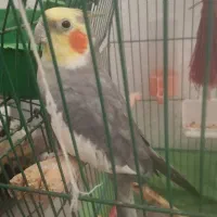 عروس هلندی