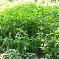 سلام نعنا خوب وتر تازه به فروش  می‌رسد