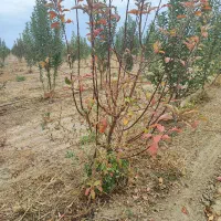 خدمات درختان میوه|خدمات باغبانی و درختکاری|اراک, |دیوار