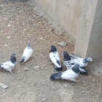 کله دم سبز|پرنده|بهار, |دیوار