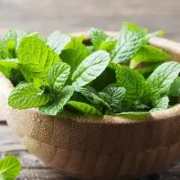 سبزی خورشتی ، نعناع و شووید